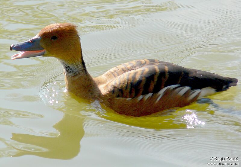 Fulvous Whistling Duck