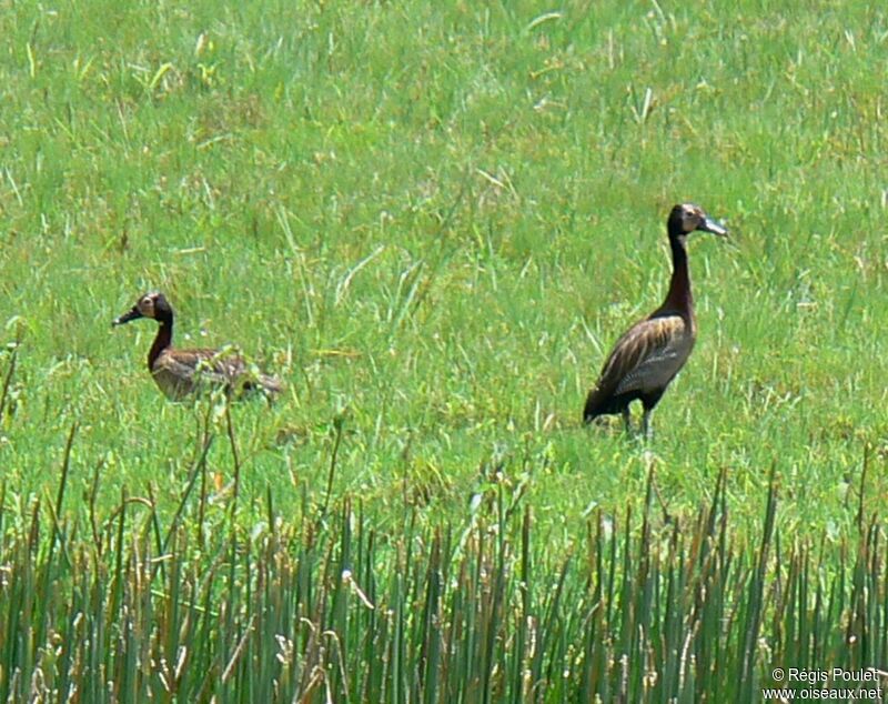 White-faced Whistling Duck