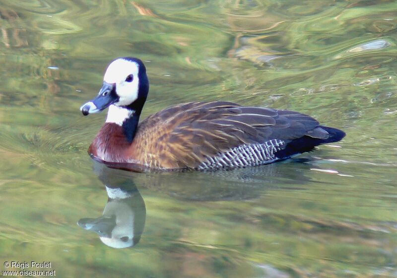 White-faced Whistling Duckadult