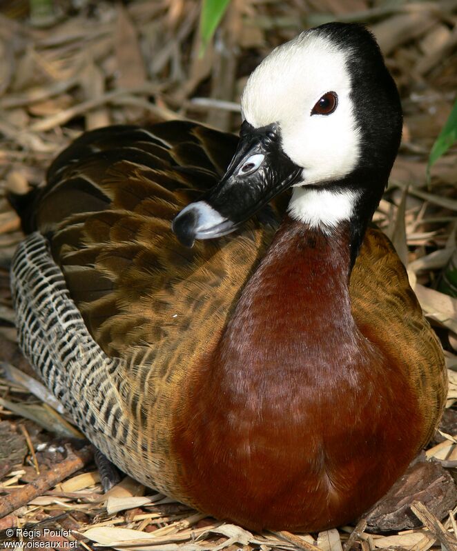 Dendrocygne veufadulte