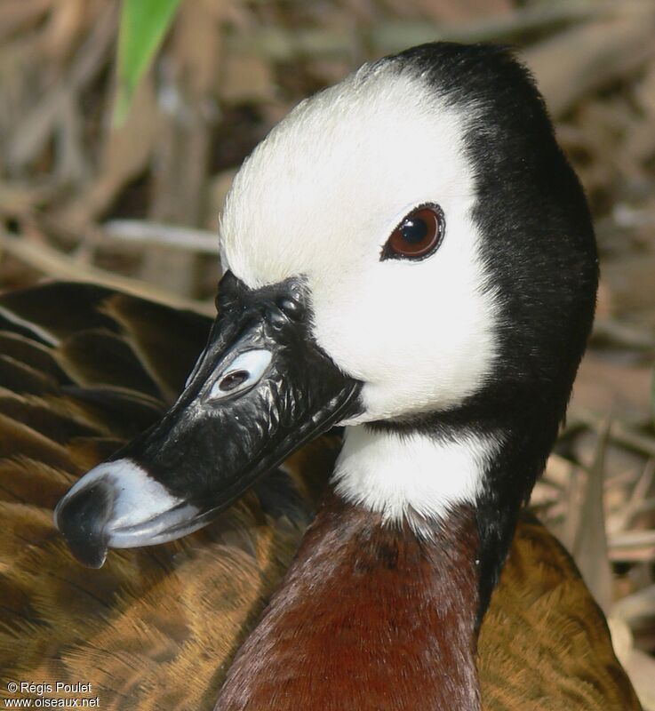 White-faced Whistling Duckadult