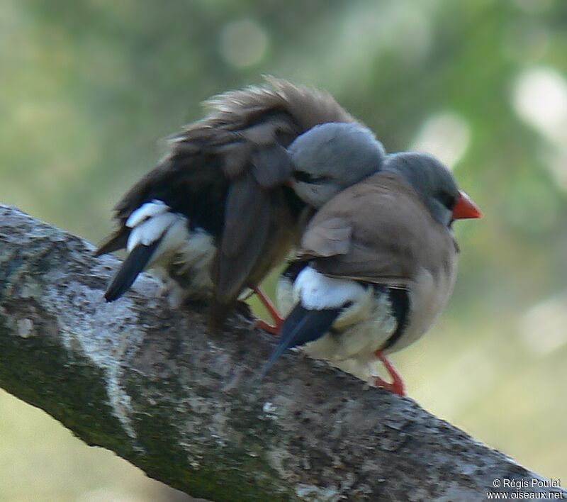 Long-tailed Finch adult