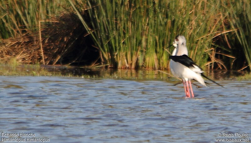 Black-winged Stilt adult breeding, Behaviour