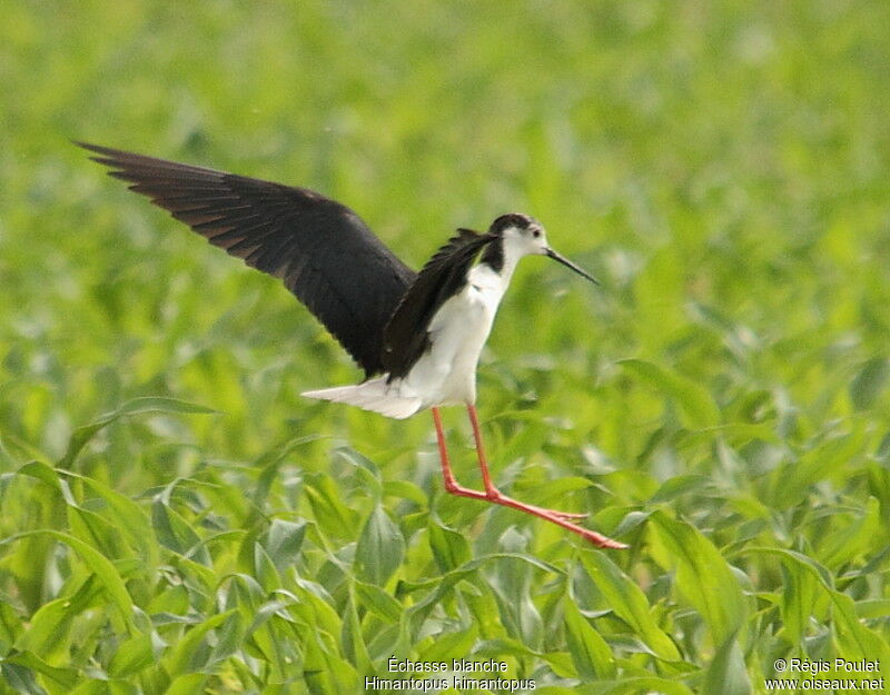 Black-winged Stilt