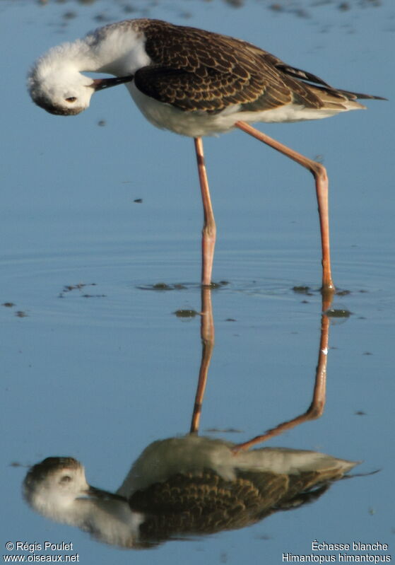 Black-winged Stilt, Behaviour