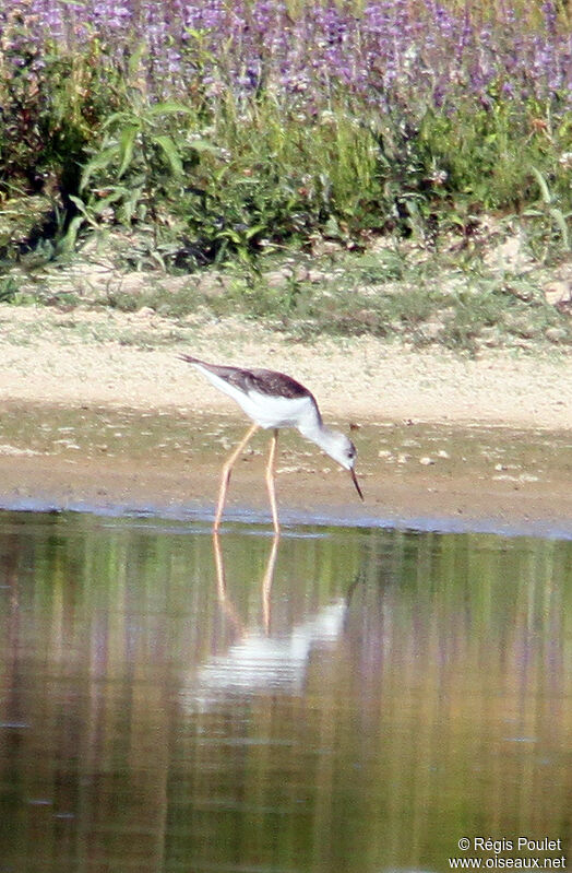 Black-winged Stiltimmature