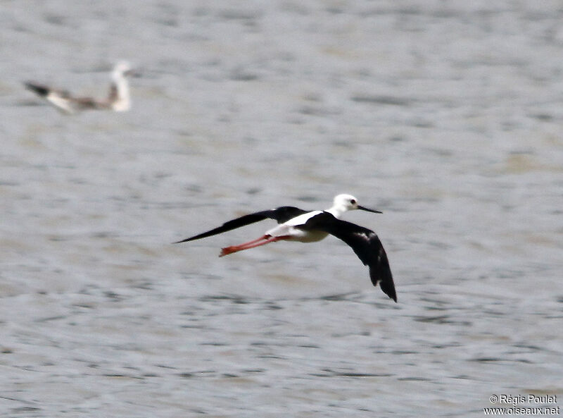 Black-winged Stiltadult, Flight