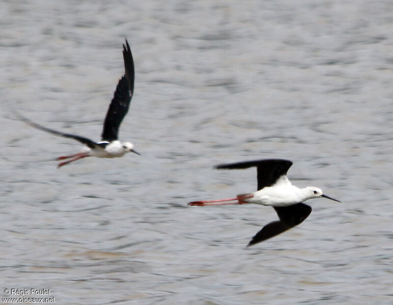 Black-winged Stilt, Flight