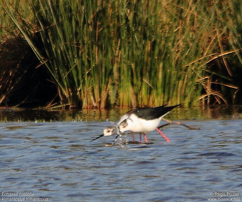 Black-winged Stilt , Behaviour