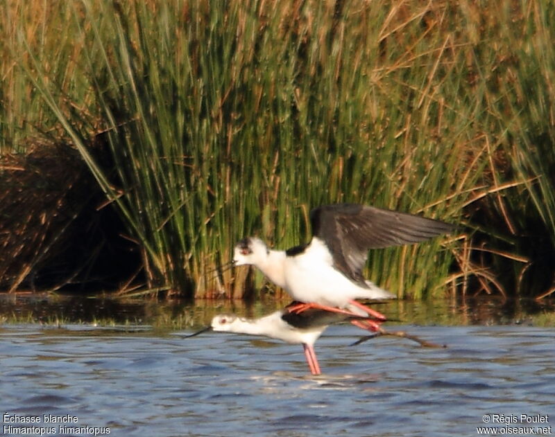 Black-winged Stilt , Behaviour