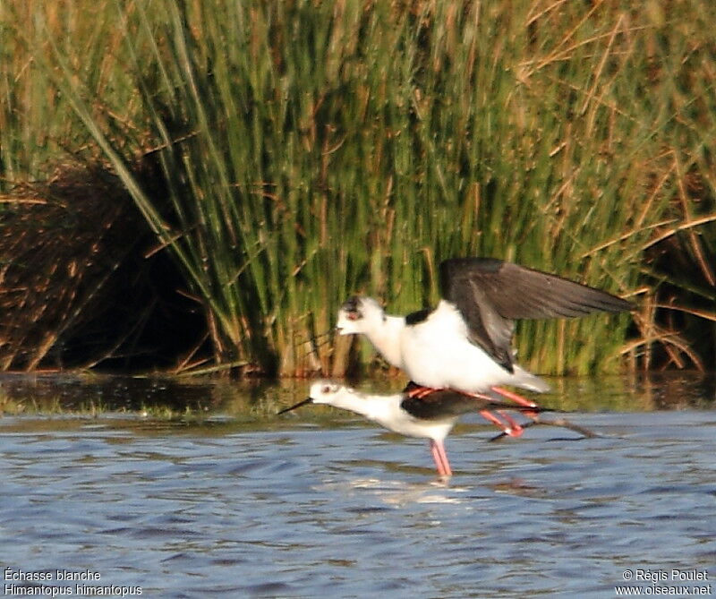 Black-winged Stilt , Behaviour