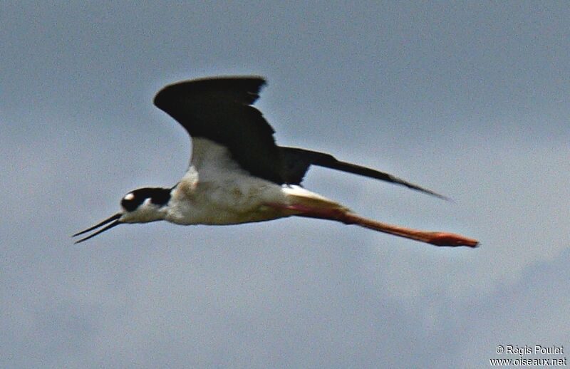 Black-necked Stilt