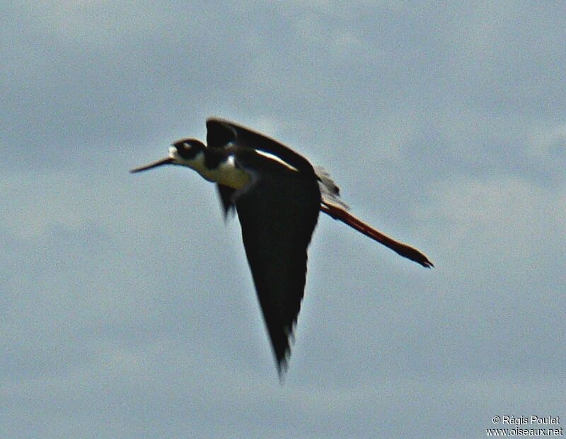 Black-necked Stilt