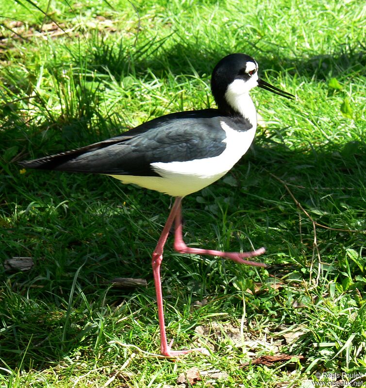 Black-necked Stiltadult