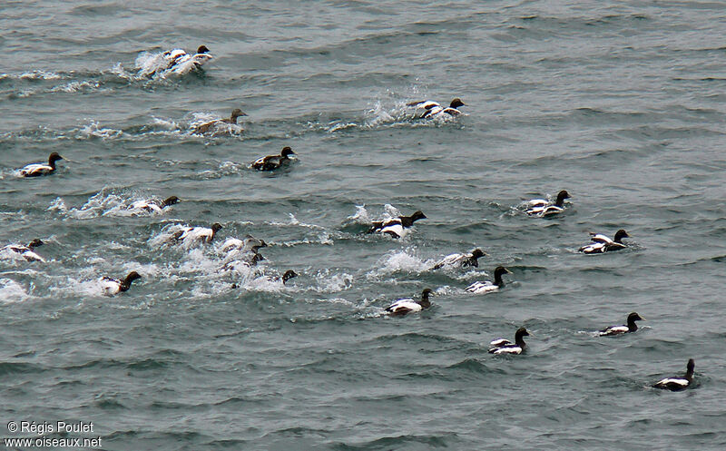 Common Eider male