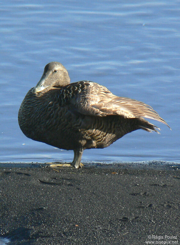 Common Eider female adult