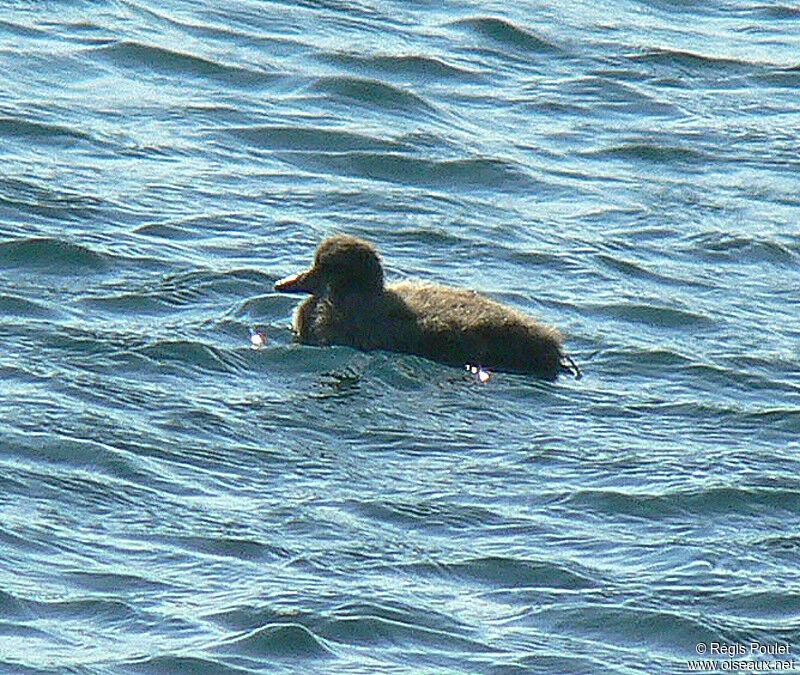 Eider à duvetjuvénile