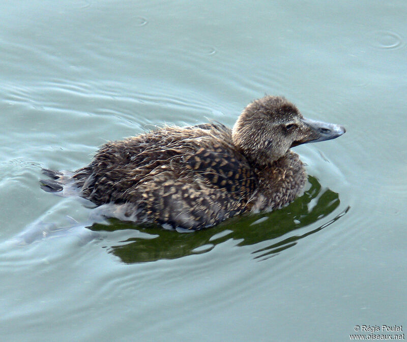 Common Eiderjuvenile