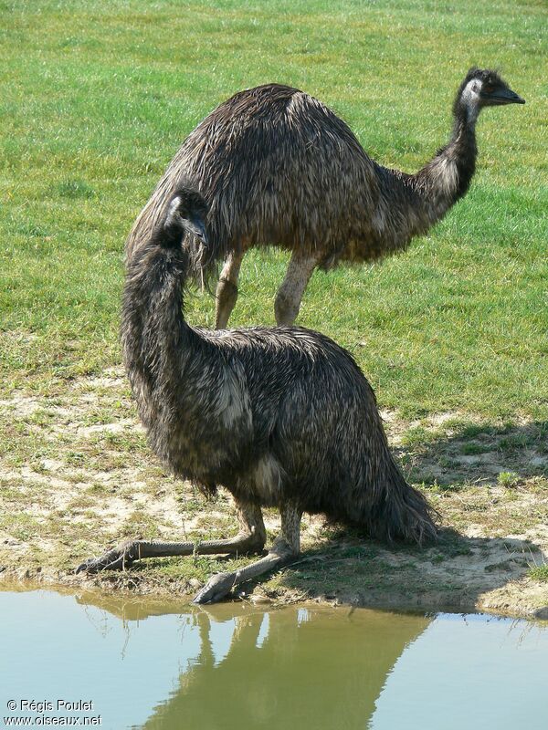 Emu male adult, identification