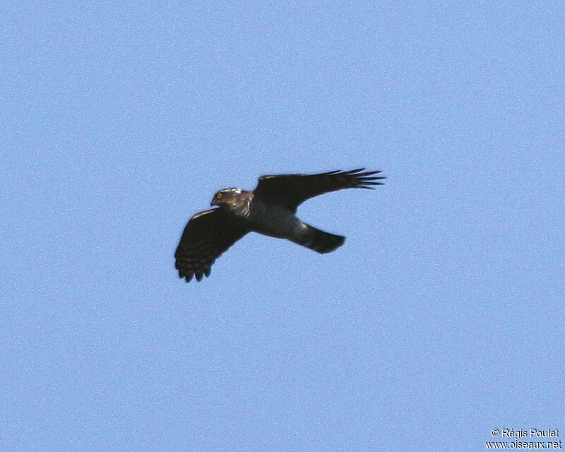 Eurasian Sparrowhawk male adult, Flight