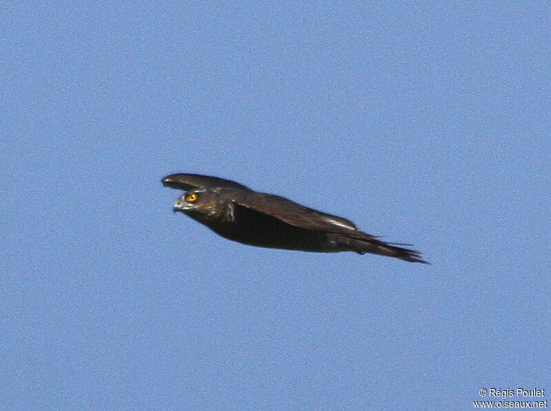 Eurasian Sparrowhawk, Flight