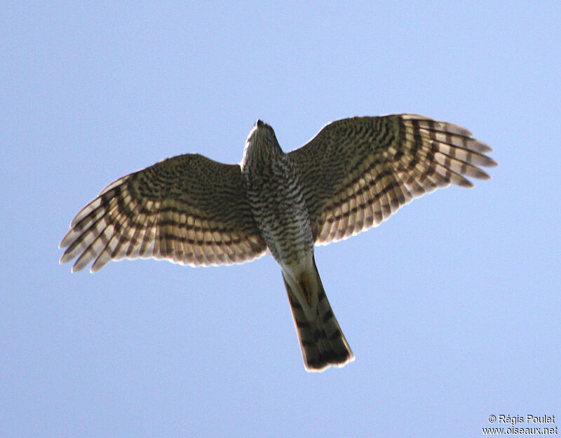 Eurasian Sparrowhawk, Flight