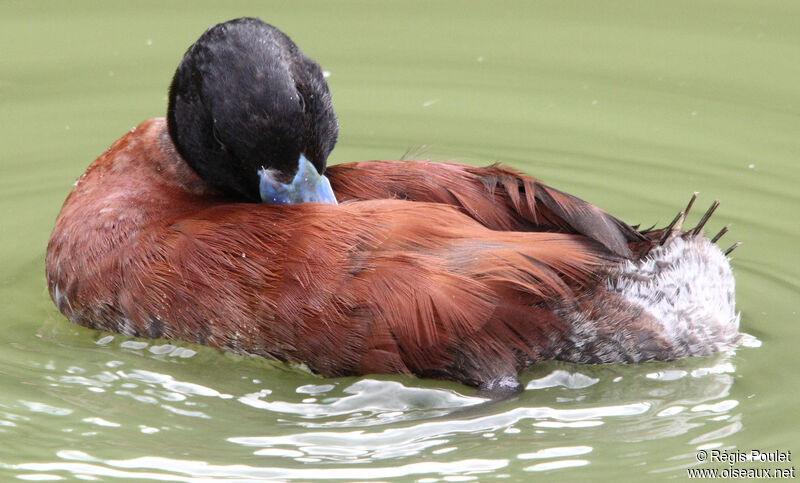 Andean Duck