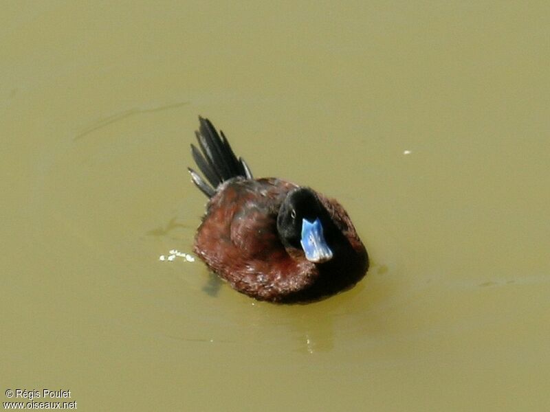 Lake Duck male adult