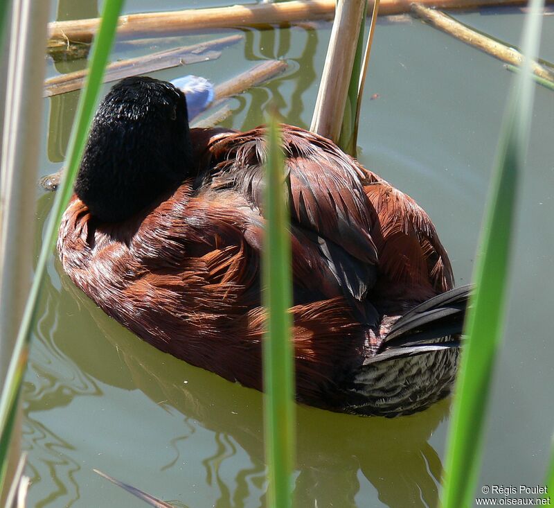 Lake Duck male adult