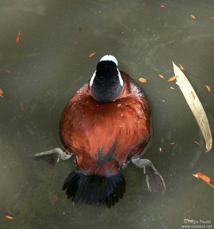 Ruddy Duck male adult, identification