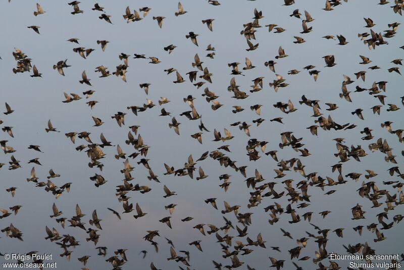 Common Starling