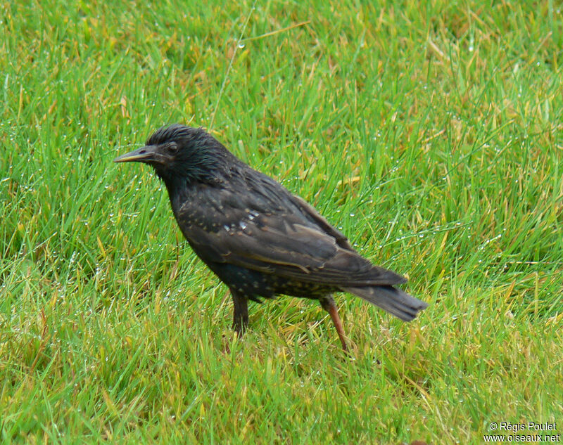 Common Starlingadult