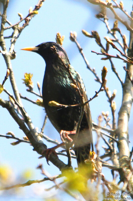 Common Starling