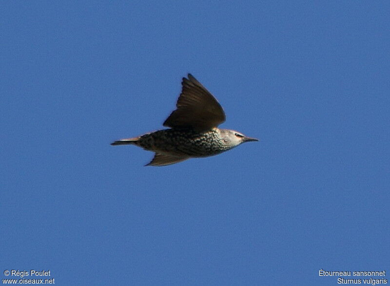 Common Starling