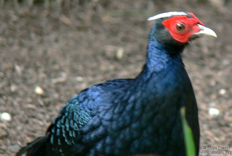 Edwards's Pheasant male adult