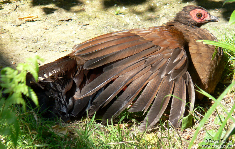 Edwards's Pheasant female adult, identification