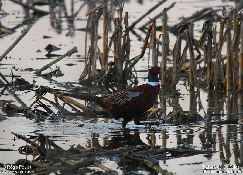 Common Pheasant male adult