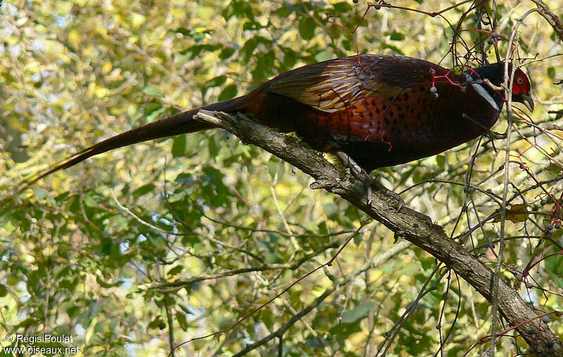 Common Pheasant male adult