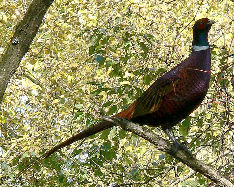 Common Pheasant male adult, Behaviour