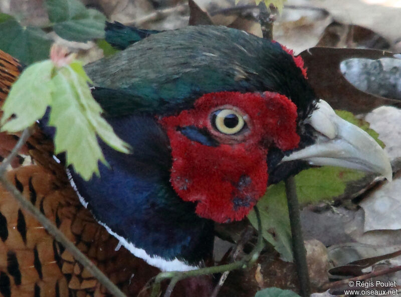 Common Pheasant male adult, Behaviour