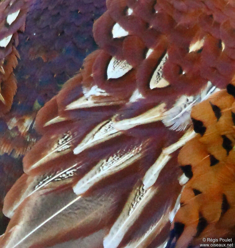 Common Pheasant male adult