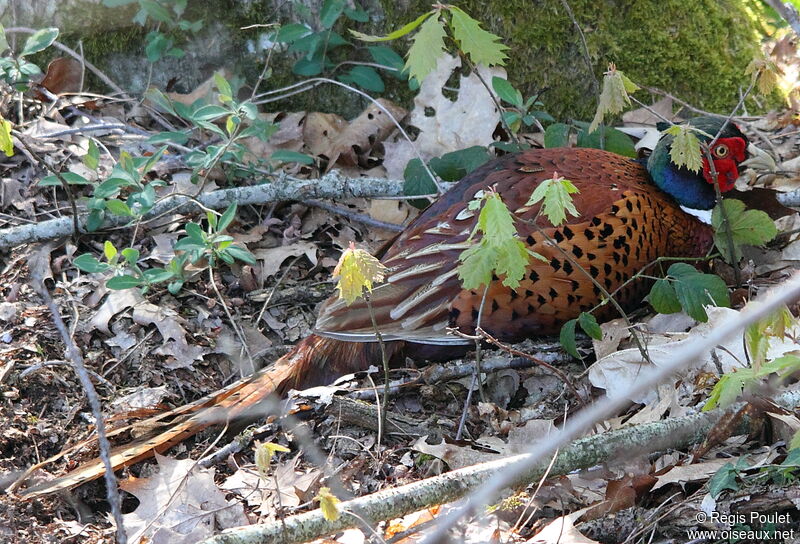 Common Pheasant male adult, Behaviour