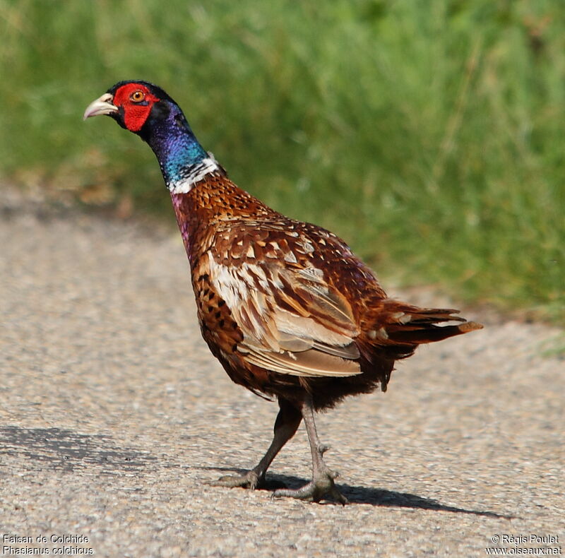 Common Pheasant female adult