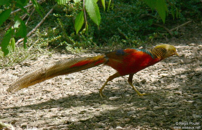 Golden Pheasant male adult