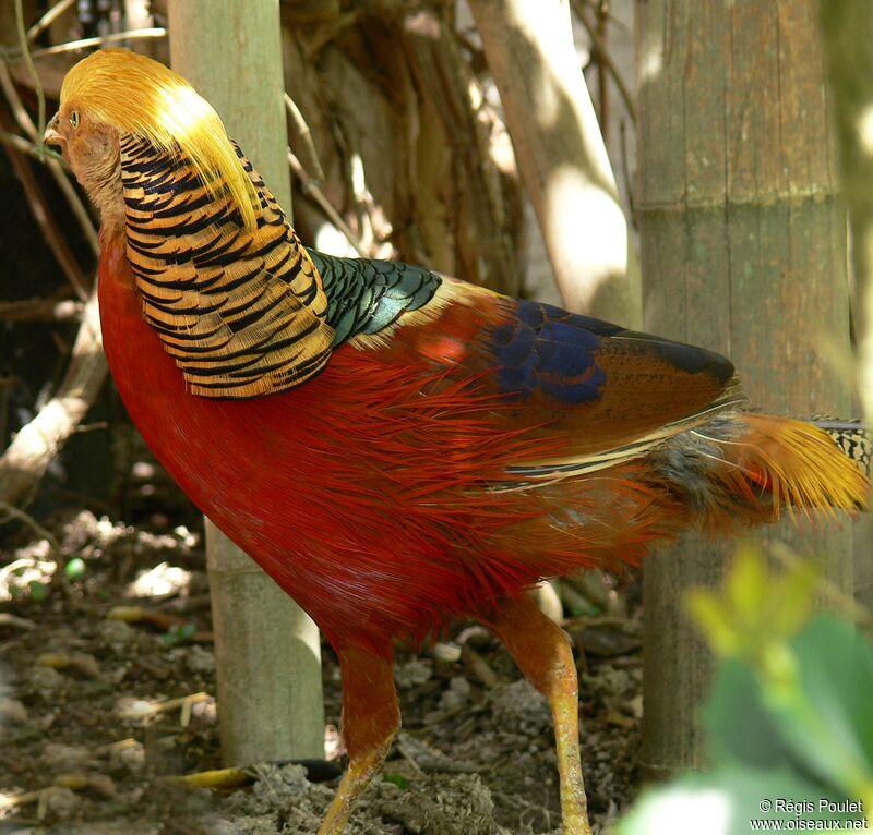 Golden Pheasant male adult