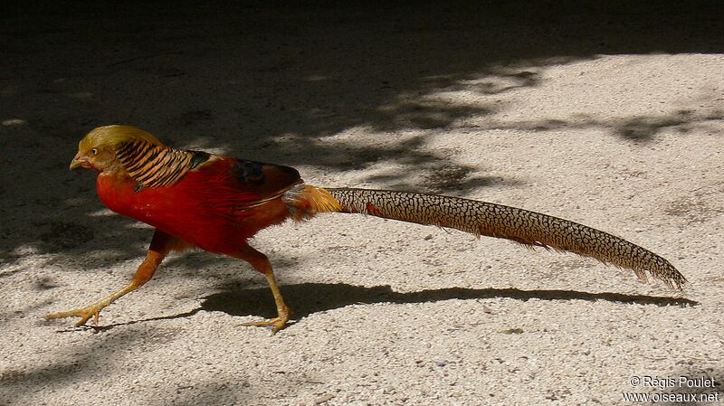 Golden Pheasant male adult