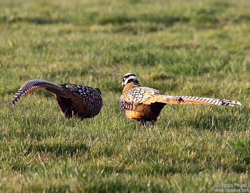 Reeves's Pheasant