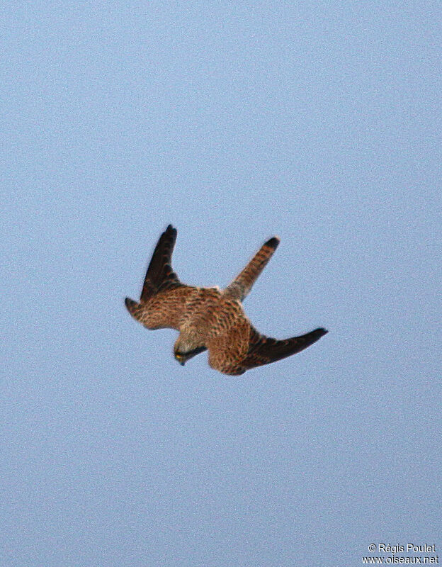 Faucon crécerelle, Vol