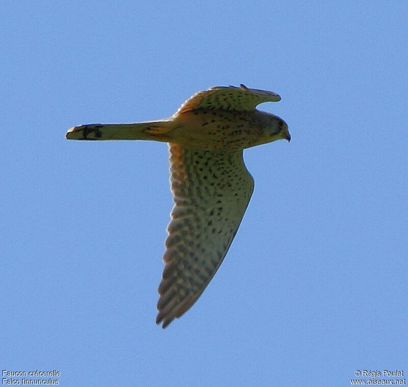 Common Kestrel female adult, Flight