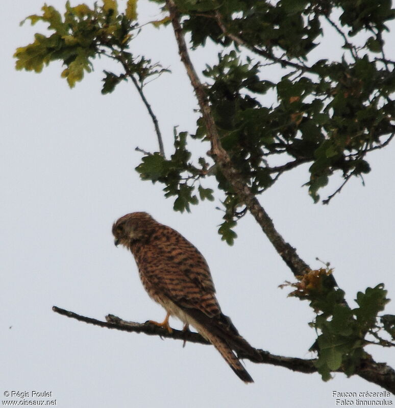 Common Kestrel female adult